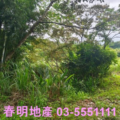 湖口農地-4