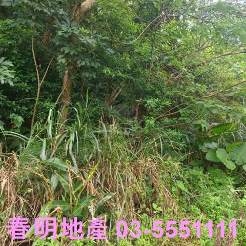 湖口農地-6