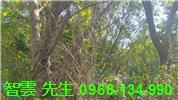 蘆竹工業地-0