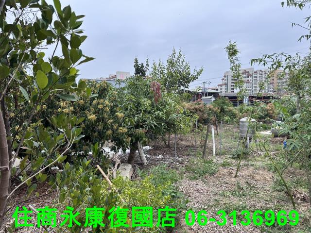 仁德農地-4