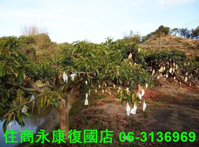 台南農地-11
