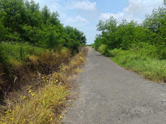 麻豆農地-3