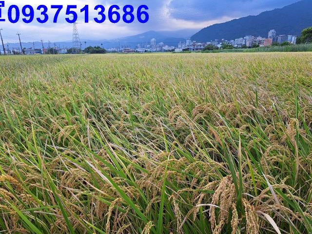 宜蘭礁溪農地-4