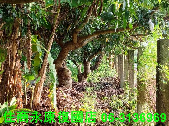 新化農地-11