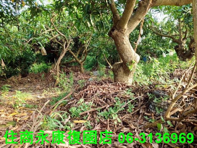 新化農地-8
