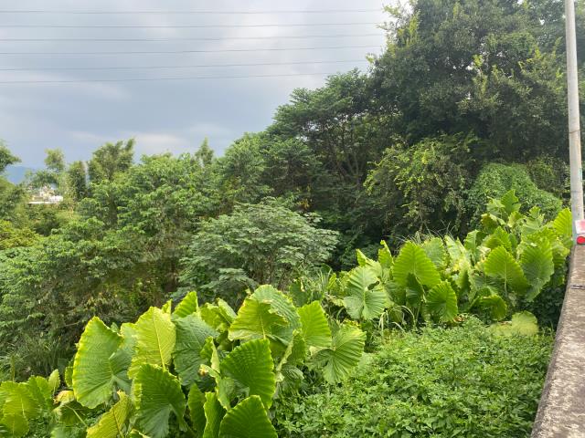 桃園農地_建地_道路地-2