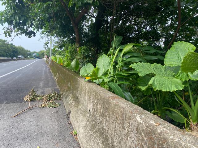 桃園農地_建地_道路地-5