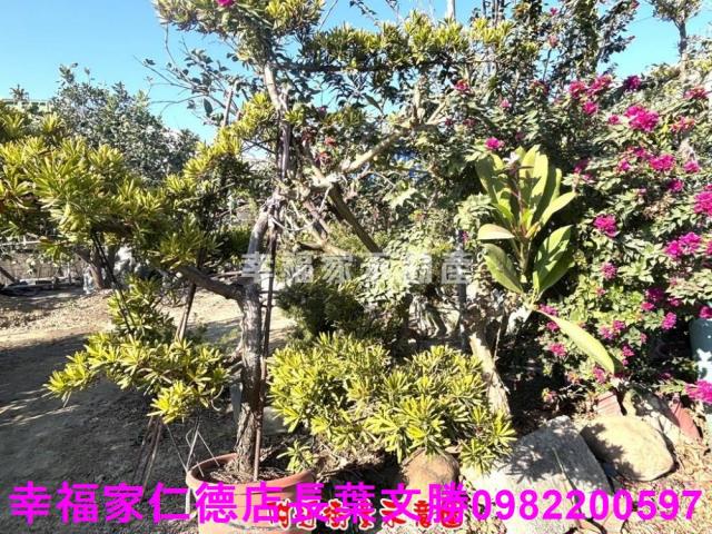 麻豆農地-13