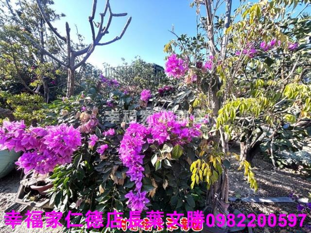 麻豆農地-0