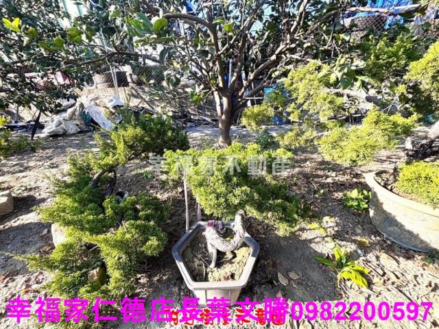 麻豆農地-3
