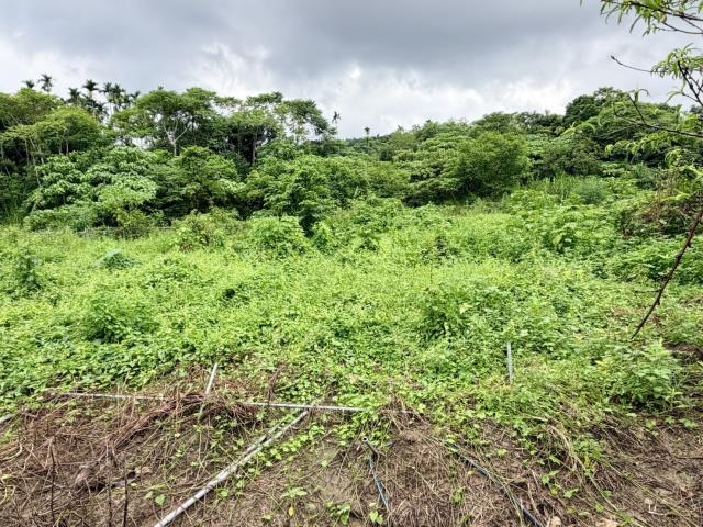 名間農地-9