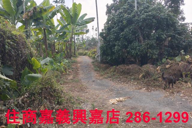 嘉義農地-3