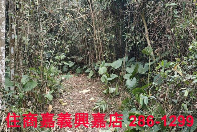 嘉義農地-4