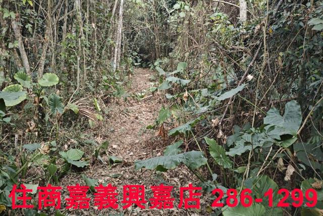 嘉義農地-5