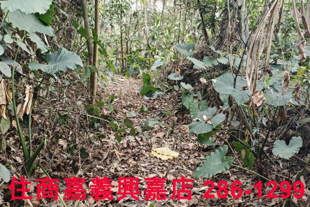 嘉義農地-6