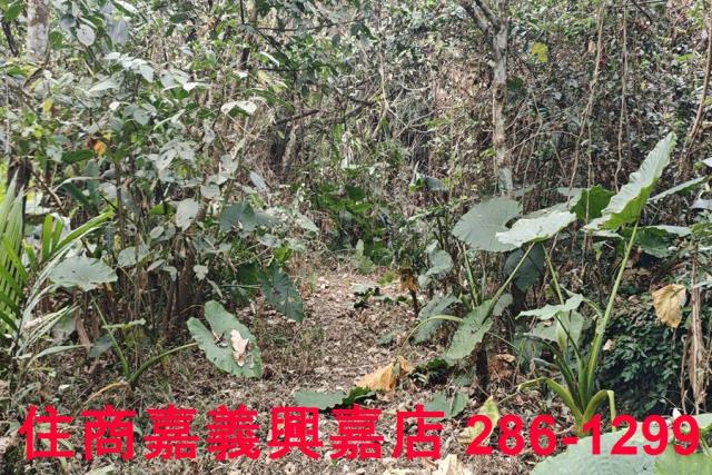 嘉義農地-7