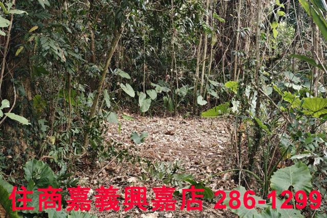 嘉義農地-8