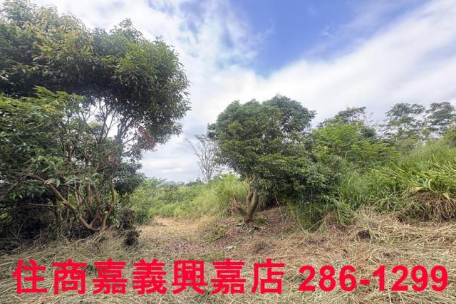 嘉義番路農地-7