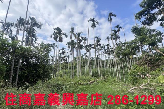 嘉義番路農地-8