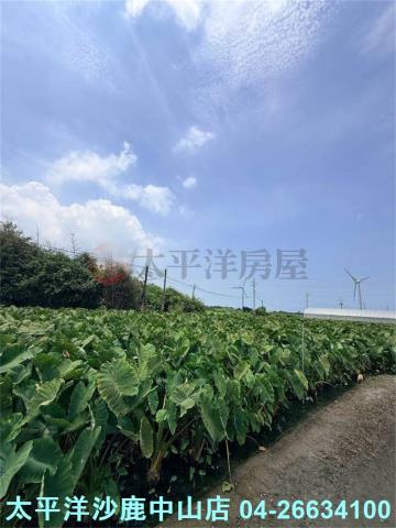 台中大甲農地-6