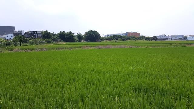 蘆竹農地-1