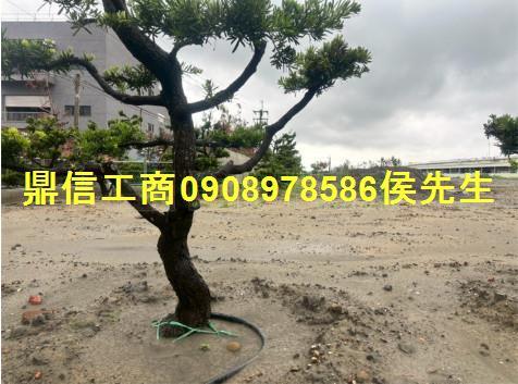 大內工業地-6