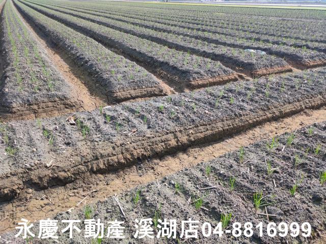 彰化農地-4