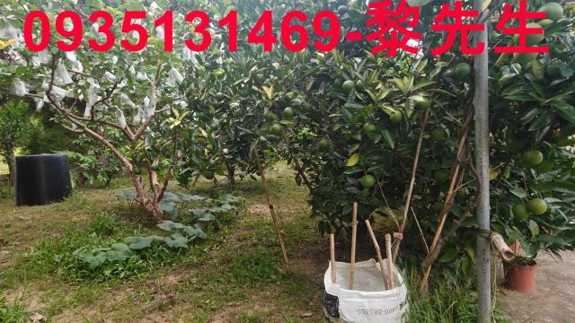 新竹農地_林地-11