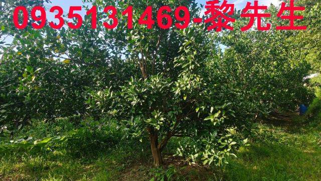 新竹農地_林地-15