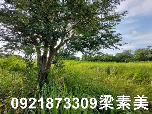 大內農地-7