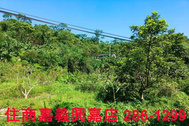 竹崎農地-6