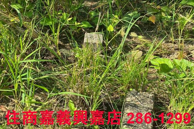 嘉義農地-7