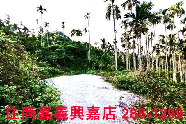嘉義中埔農地-3
