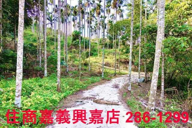 嘉義中埔農地-5