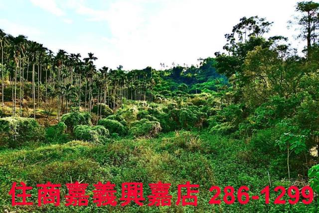嘉義中埔農地-7