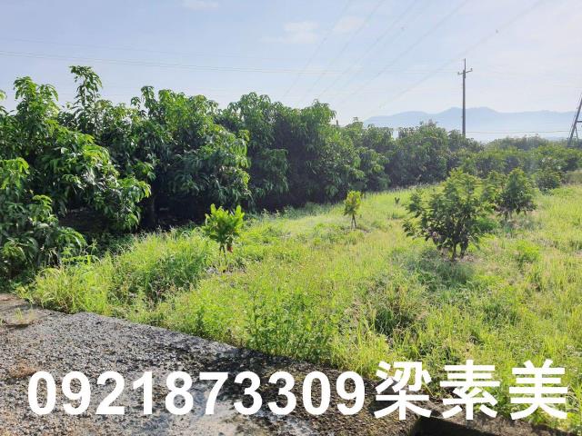 玉井農地-10