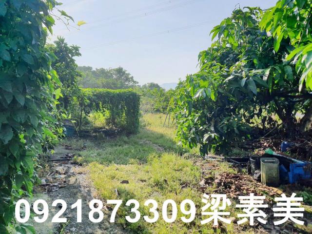 玉井農地-8