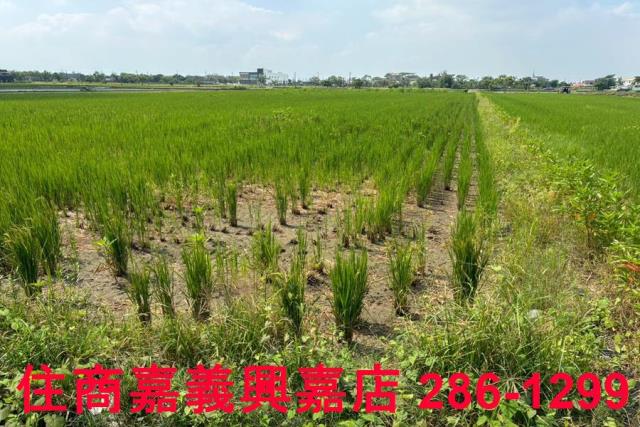 鹿草農地-3