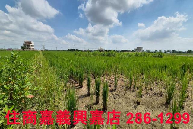 鹿草農地-4