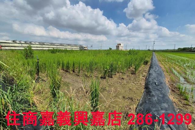 鹿草農地-5