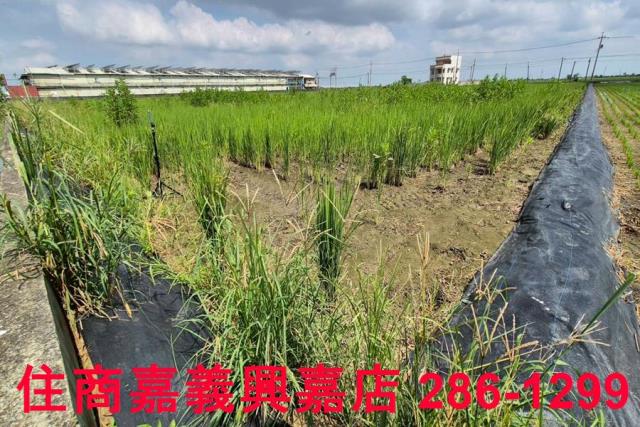 鹿草農地-6