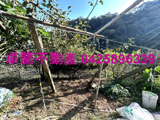 苗栗大湖山坡地-9