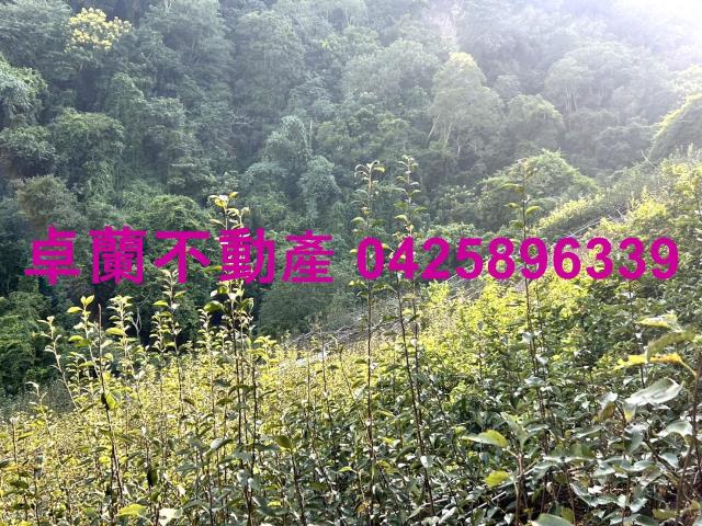 苗栗大湖山坡地-1