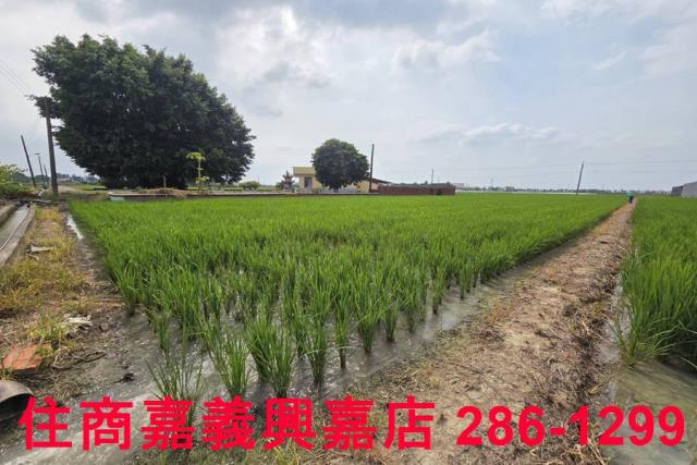 白河農地-5