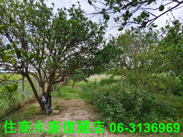 台南佳里農地-7