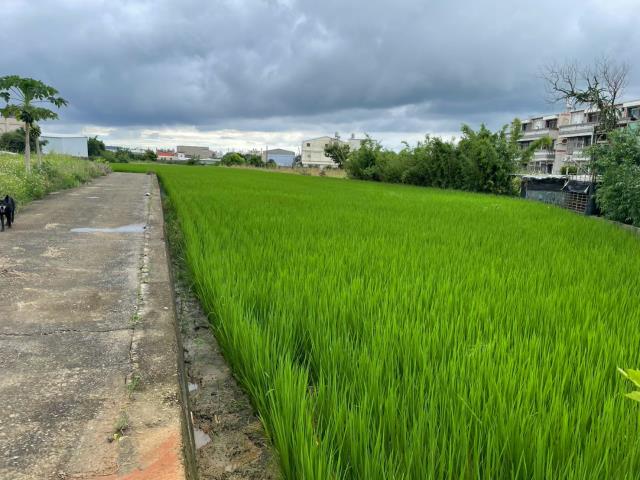 清水農地-10