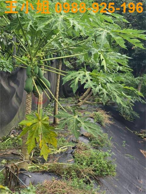 桃園農地-15