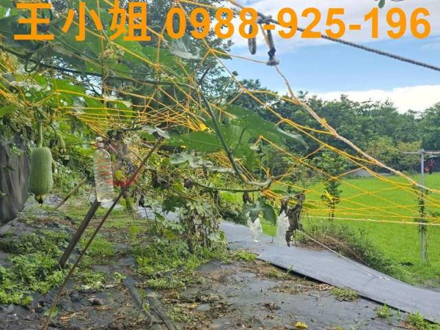 桃園農地-7