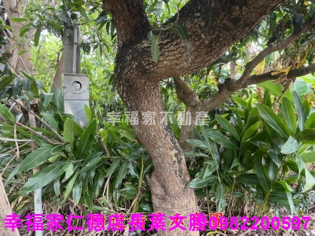 台南新化農地-10