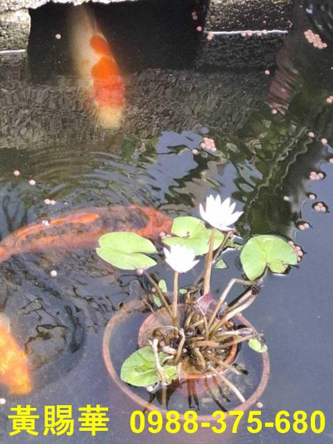 桃園新屋農地-13